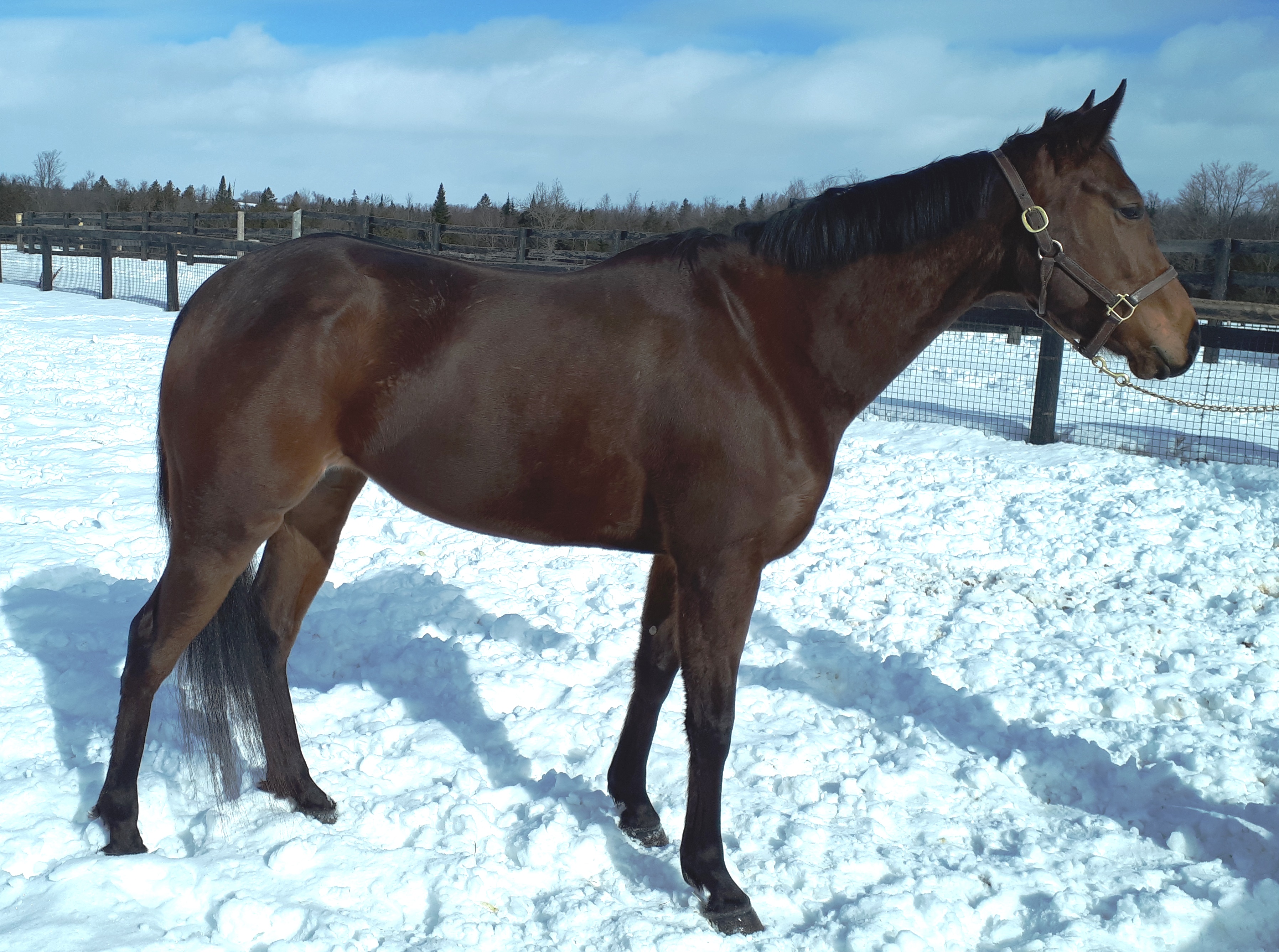 dark brown horse in the snow