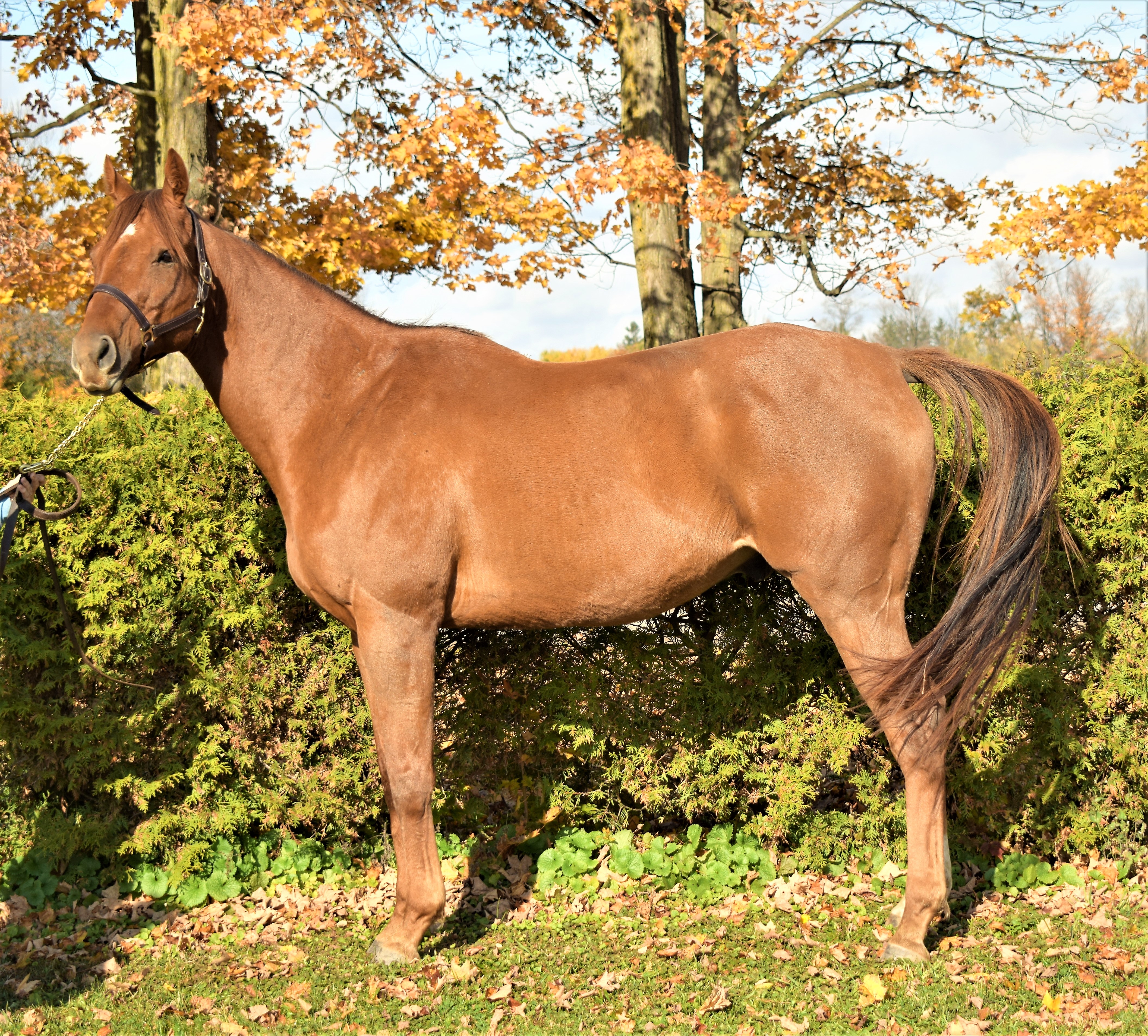 brown horse standing in front of some hedges