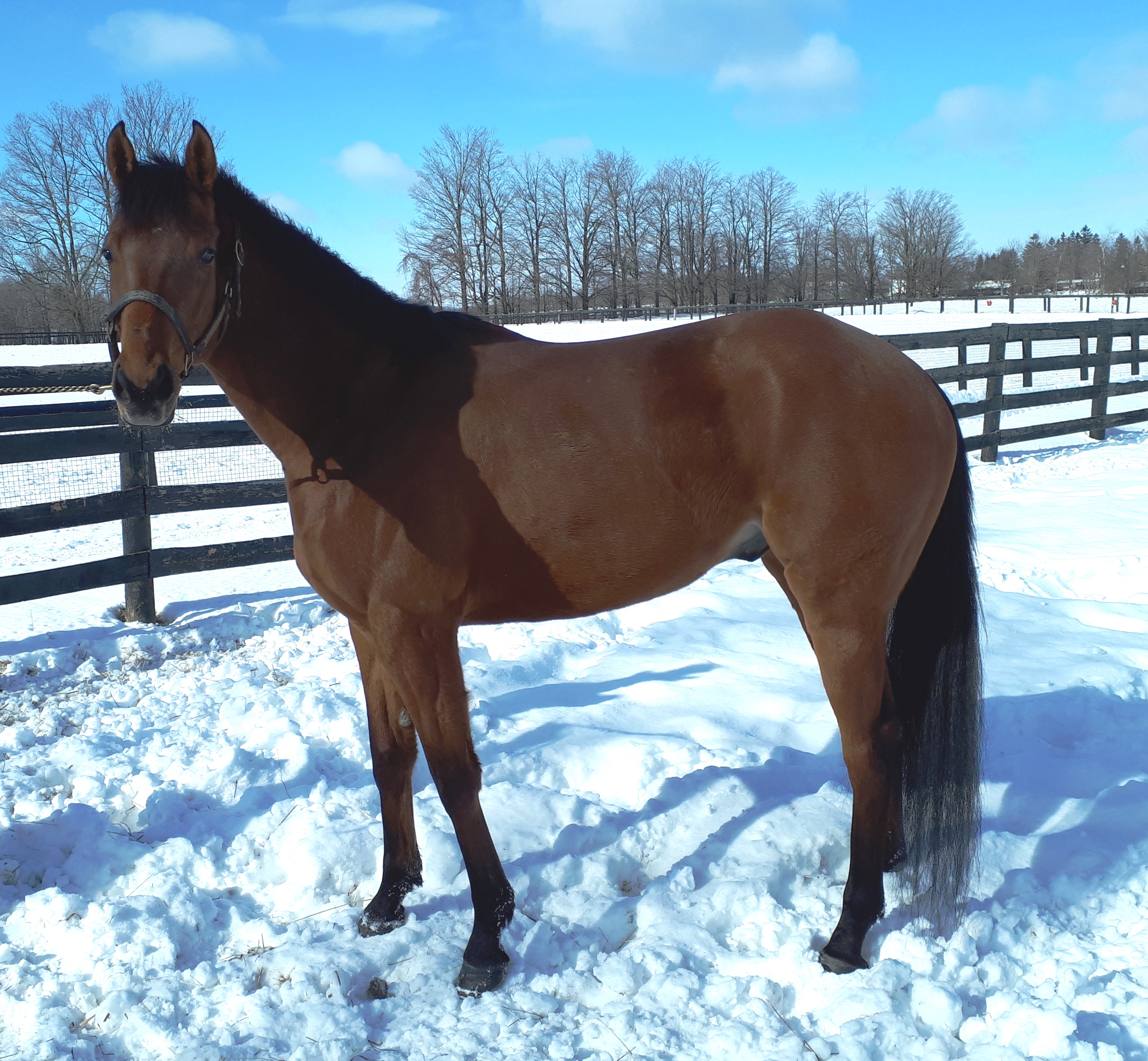 Bay horse outside in the snow