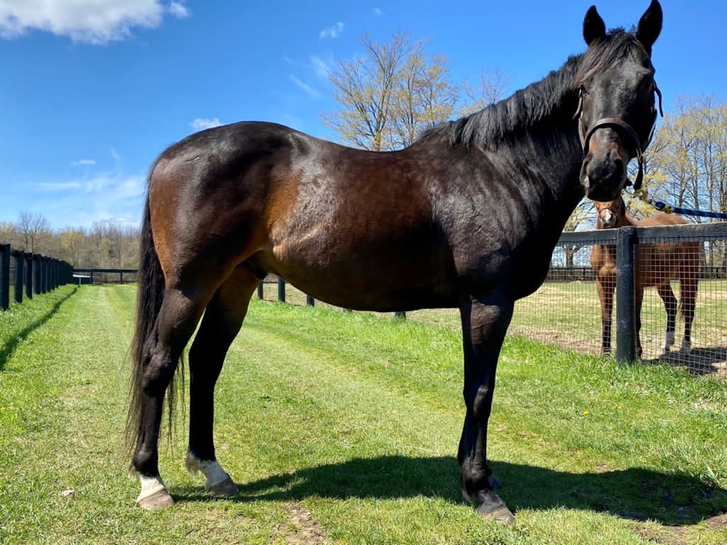 Dark brown horse standing by a paddock.