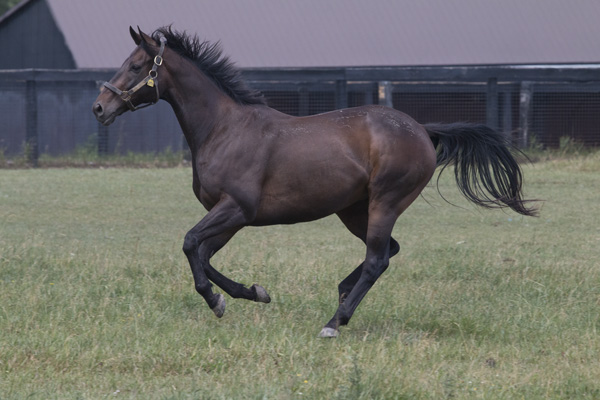 Brown horse running in a field