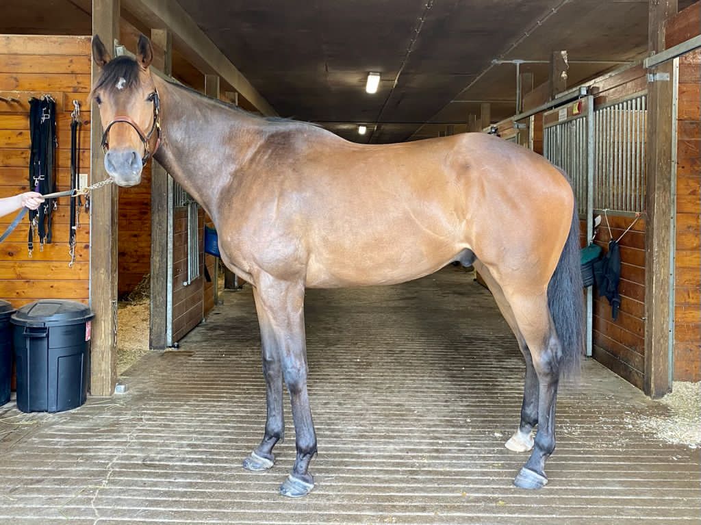 Brown horse standing in a barn aisle.