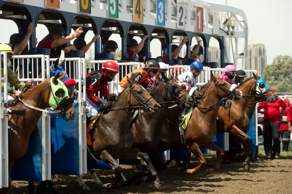 Racehorse breaking from the starting gate