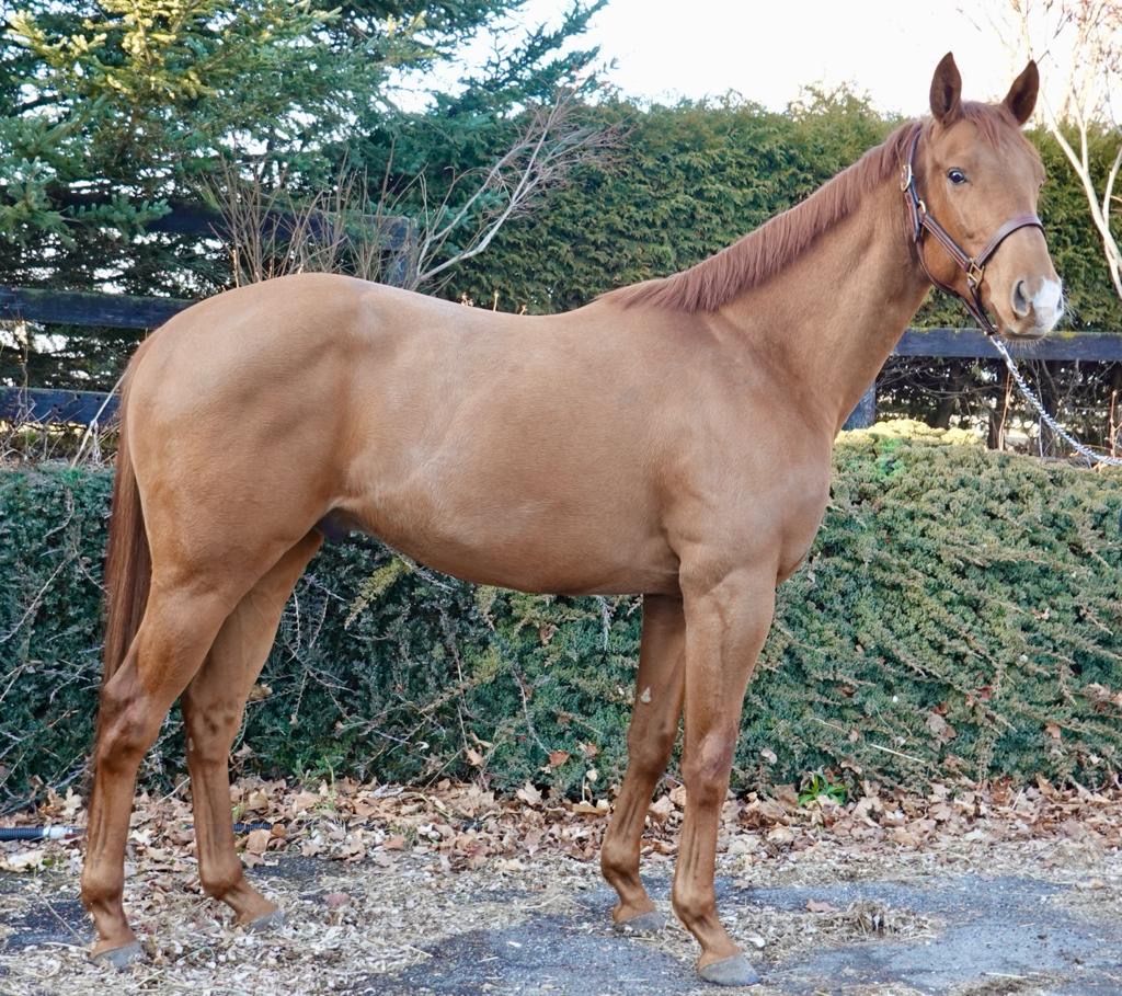 Light brown horse standing in front of a garden
