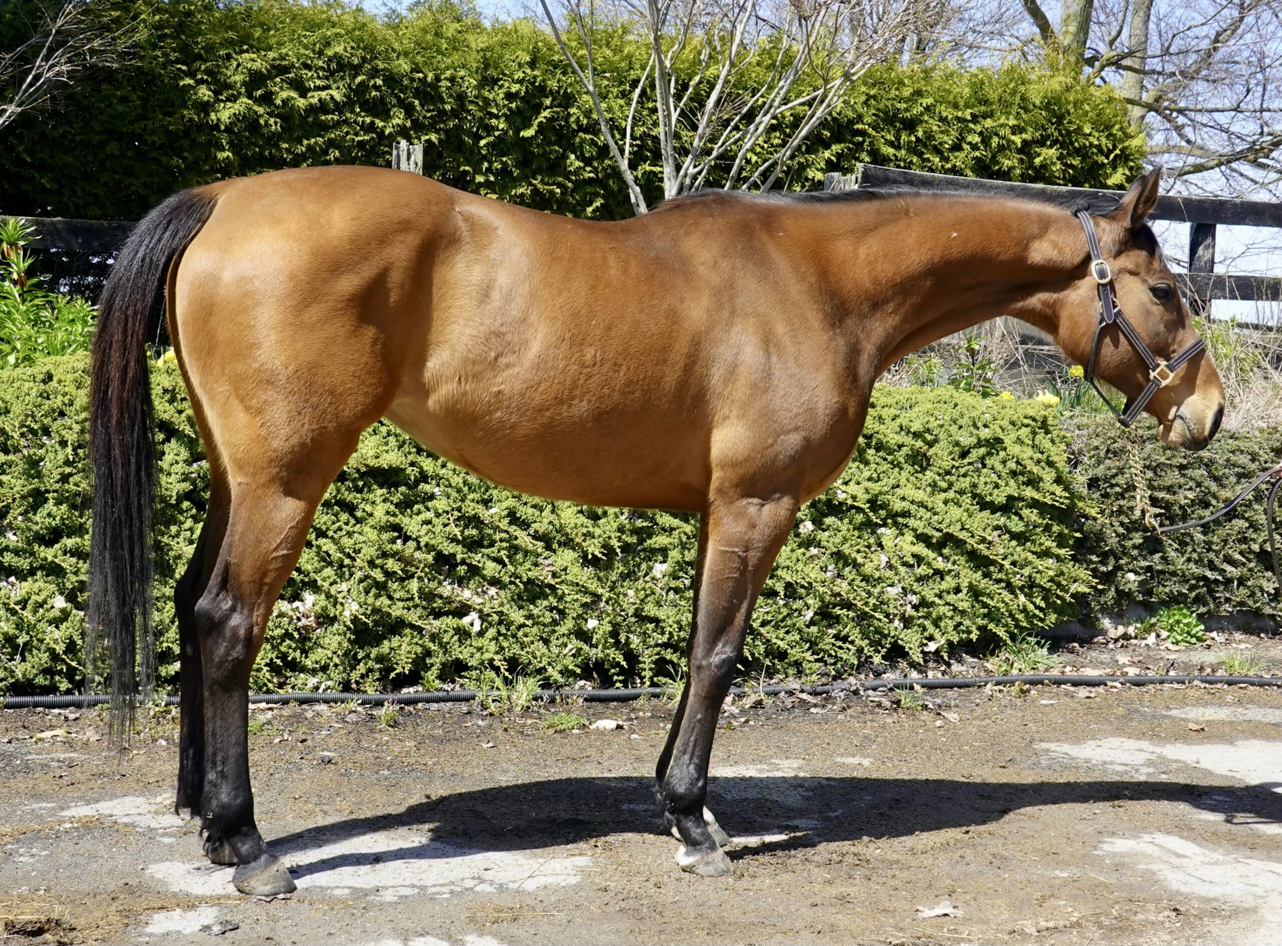 Brown horse standing in front of a garden