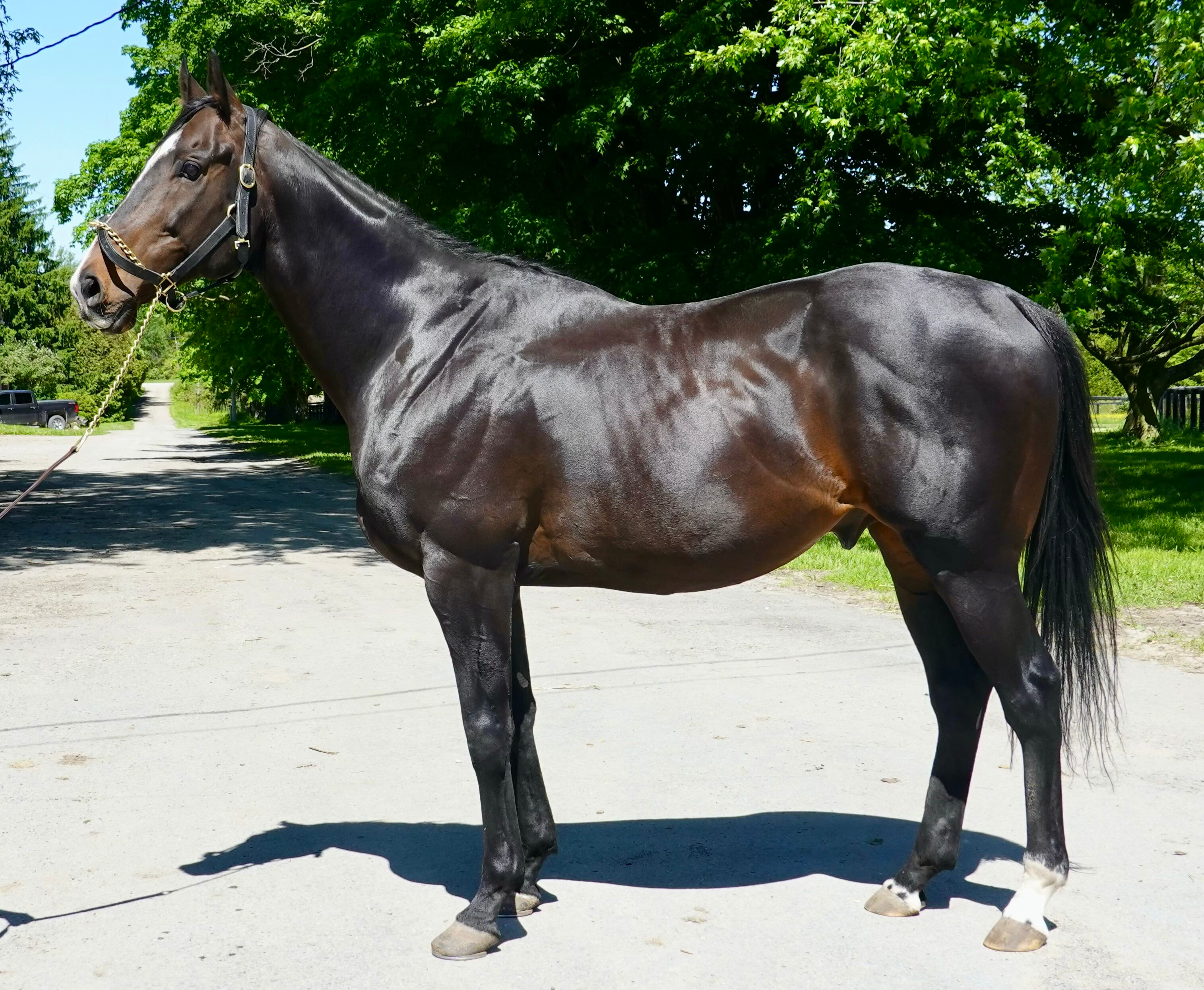 Dark brown horse standing on a driveway