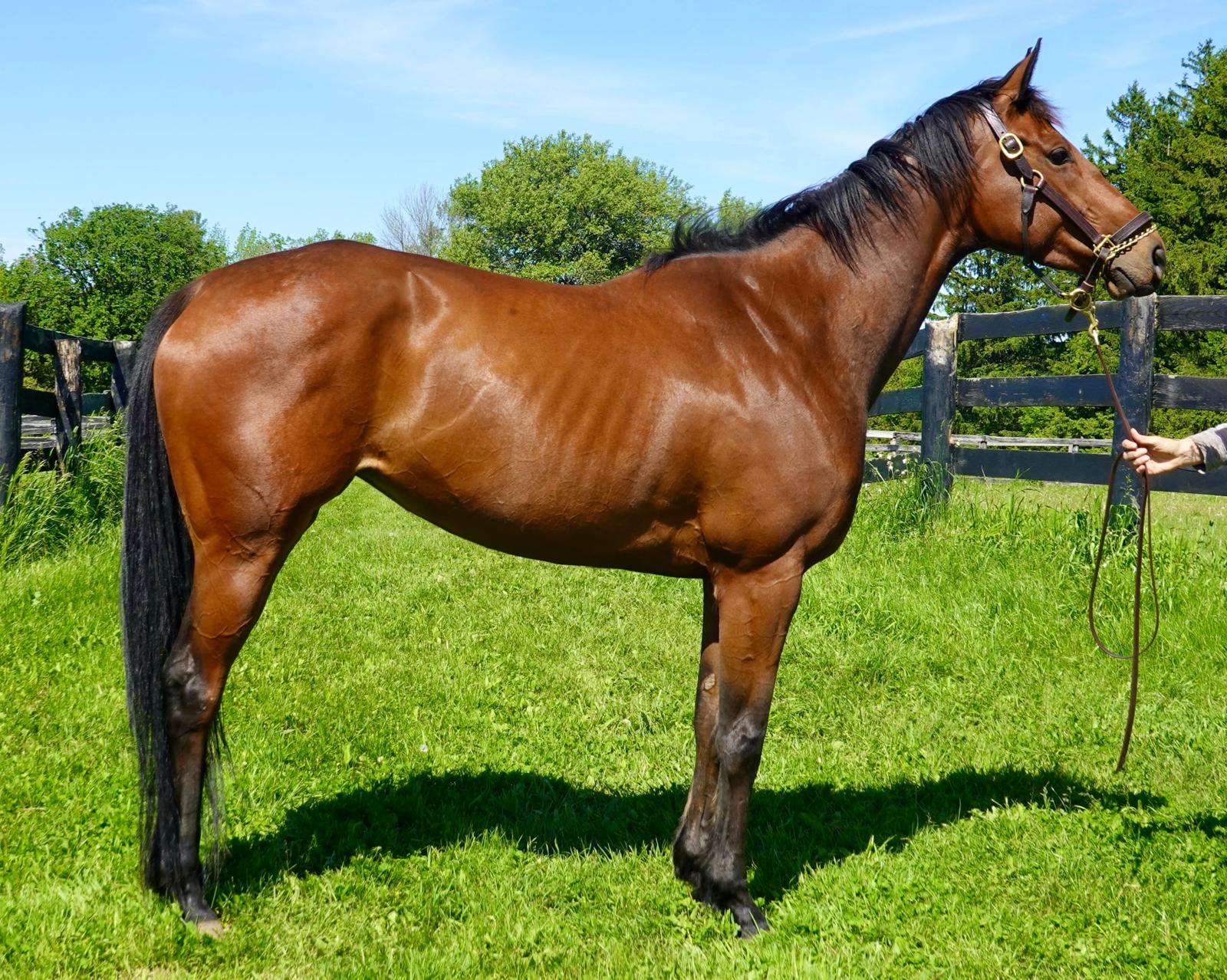 Brown horse standing in front of a paddock fence